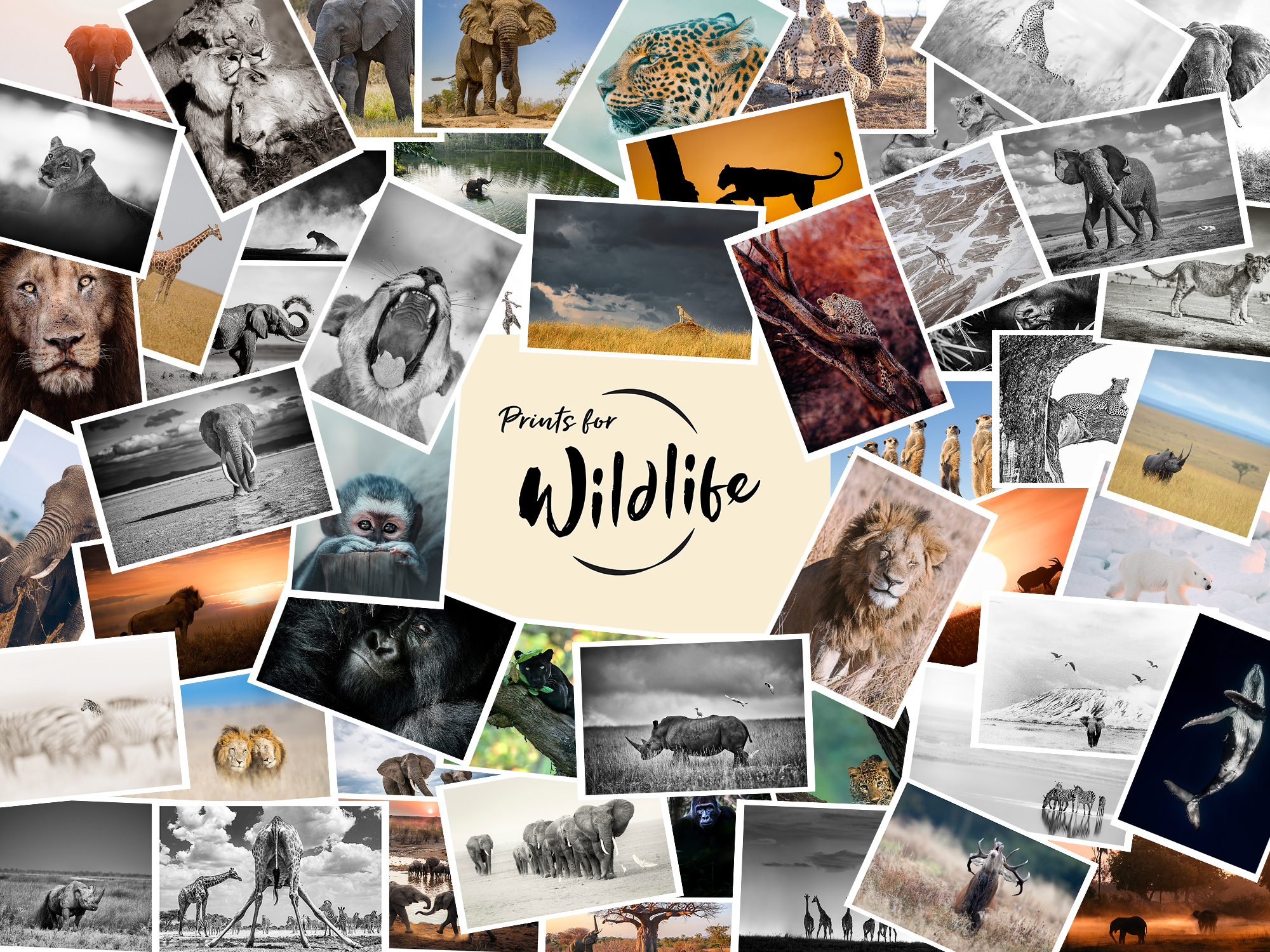 Prints for Wildlife Logo