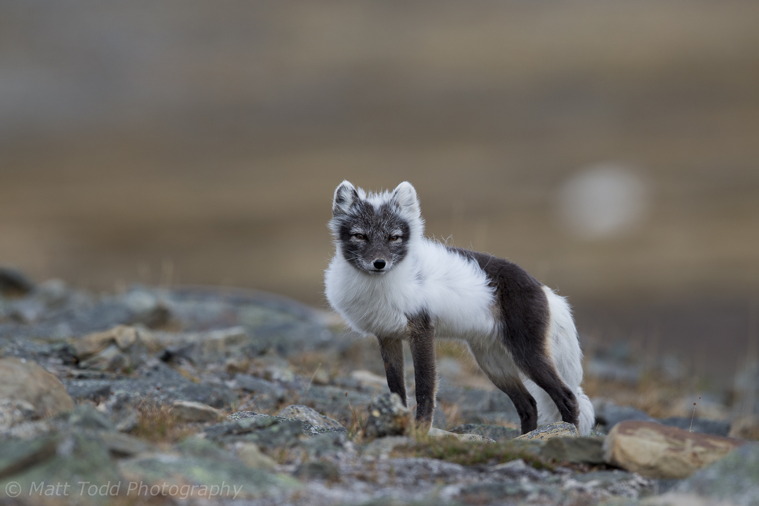 Arctic Fox, Svalbard