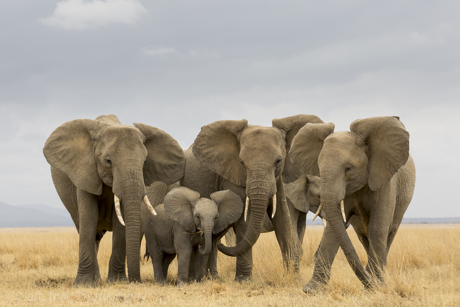 Elephant Amboseli Kenya