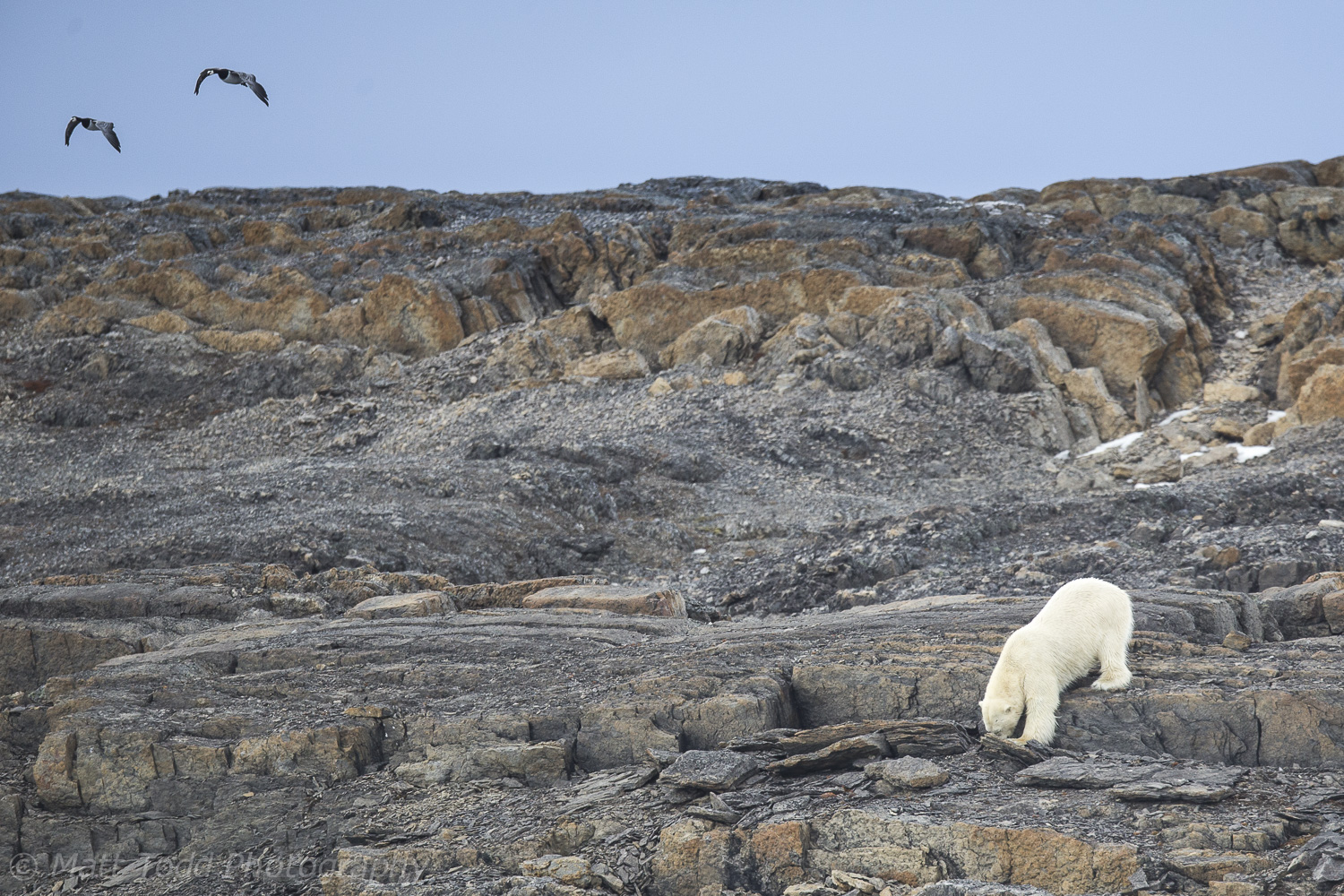 Polar Bear, Svalbard.