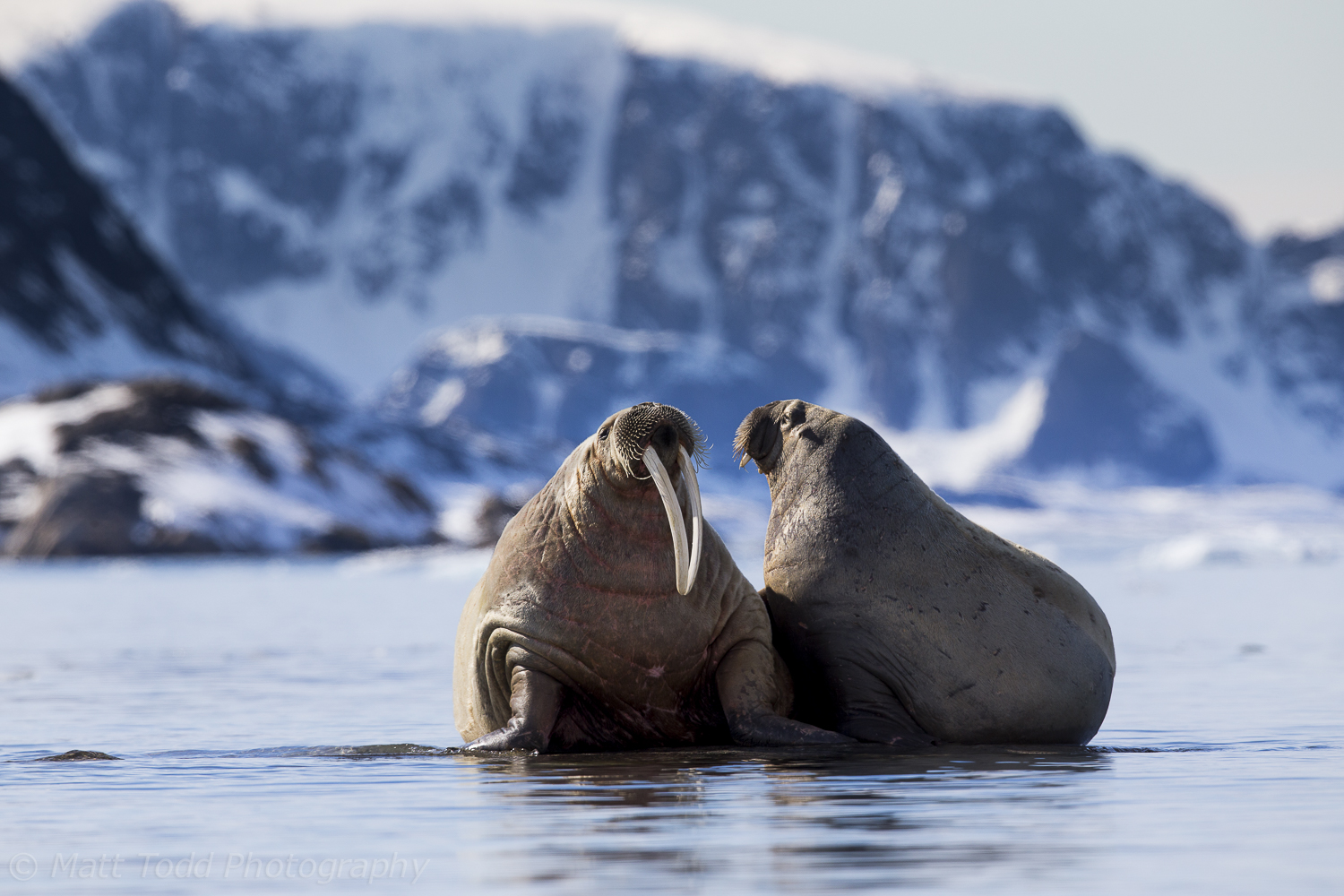 Walrus and Calf, the Arctic.