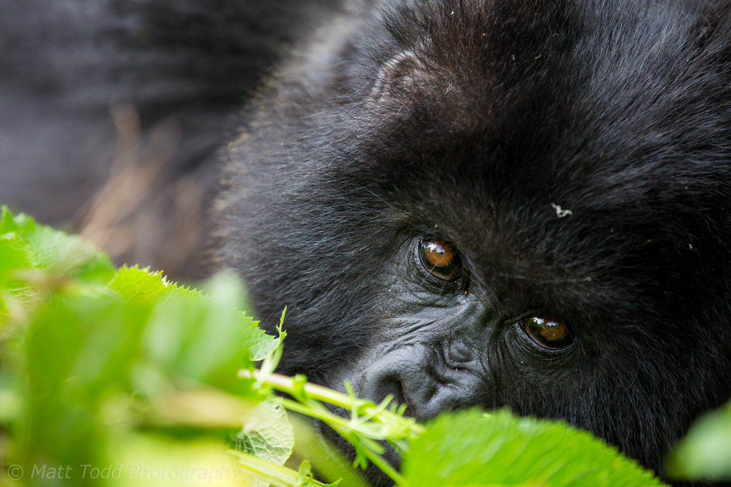 Mountain Gorilla, Rwanda.