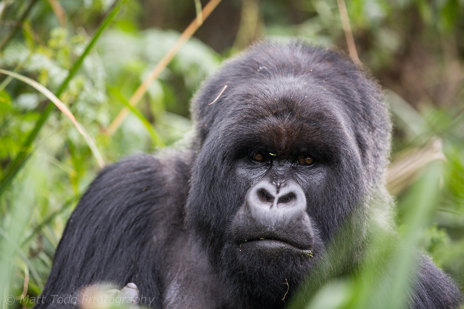 Silverback Mountain Gorilla, Rwanda.