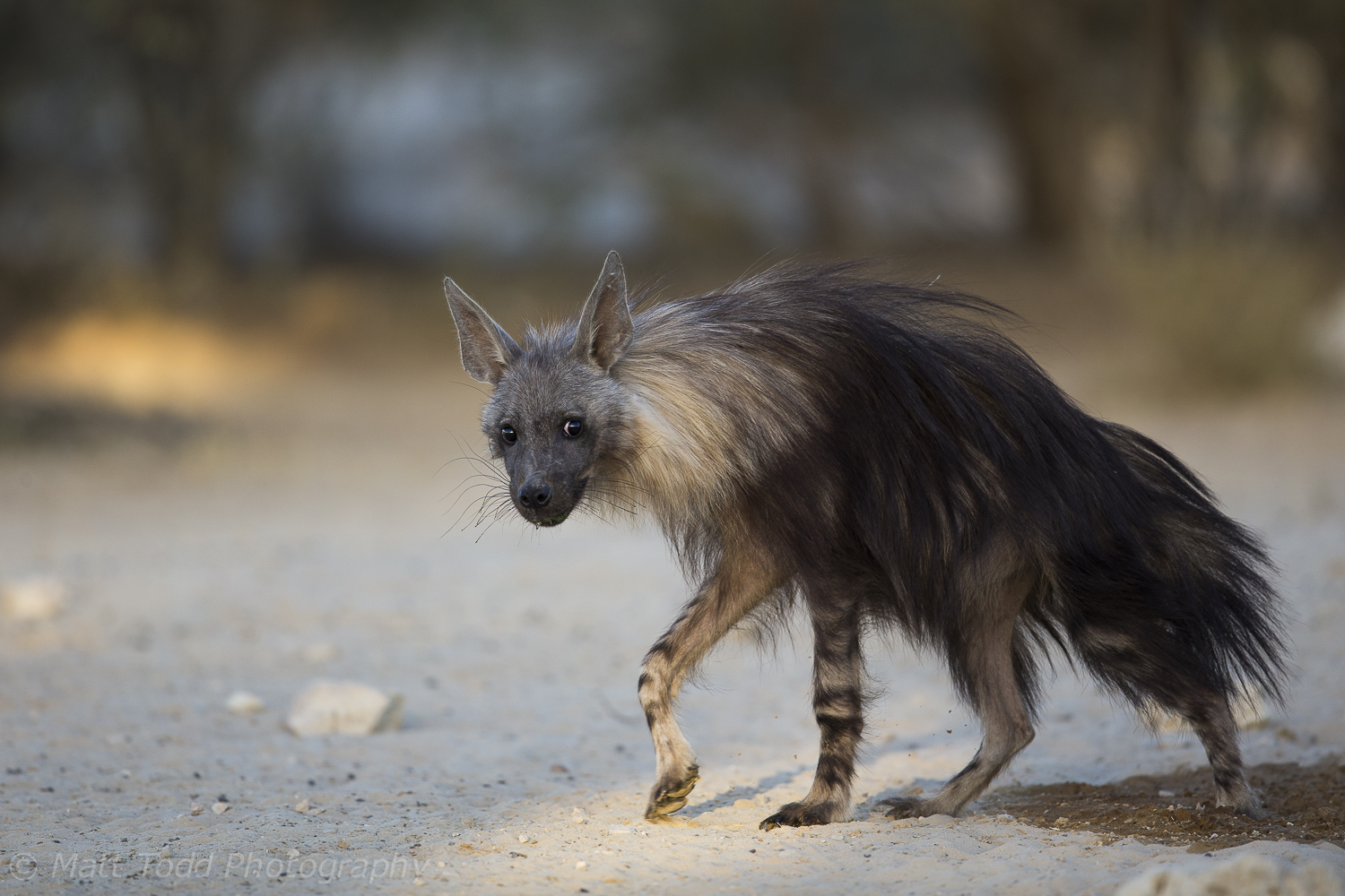 Brown Hyena, South Africa