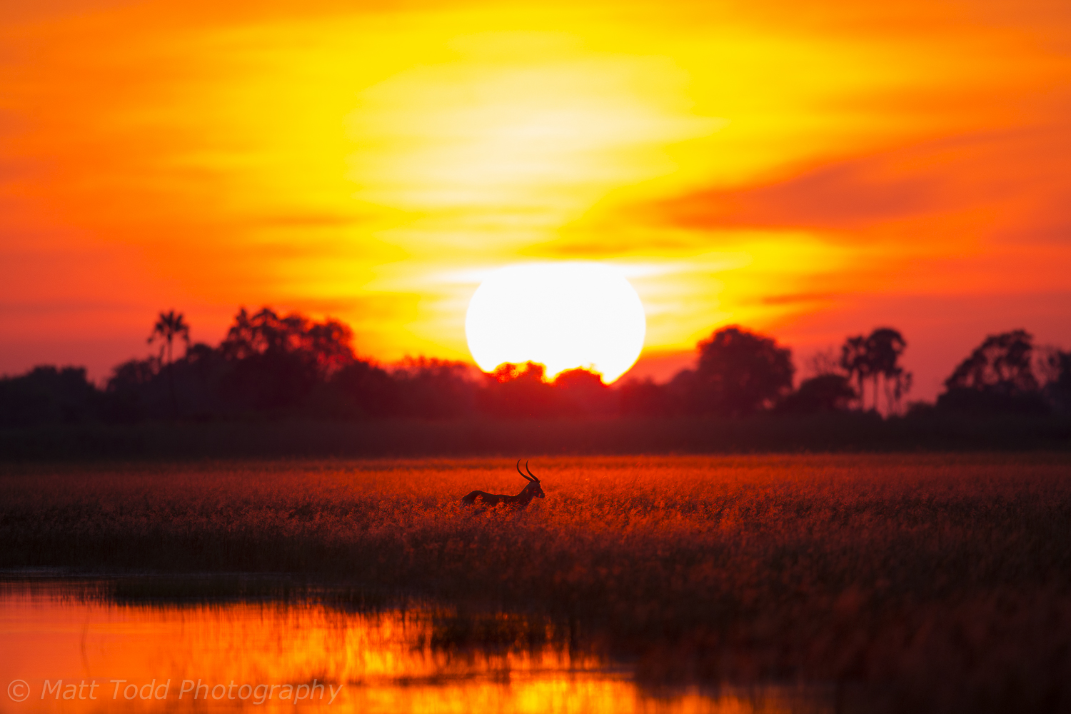 Red Lechwe, Sunrise, Okavango Delta, Botswana