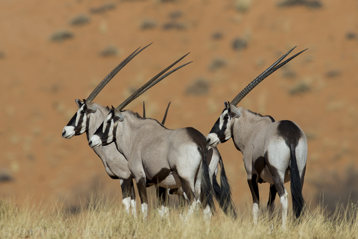 Oryx, South Africa