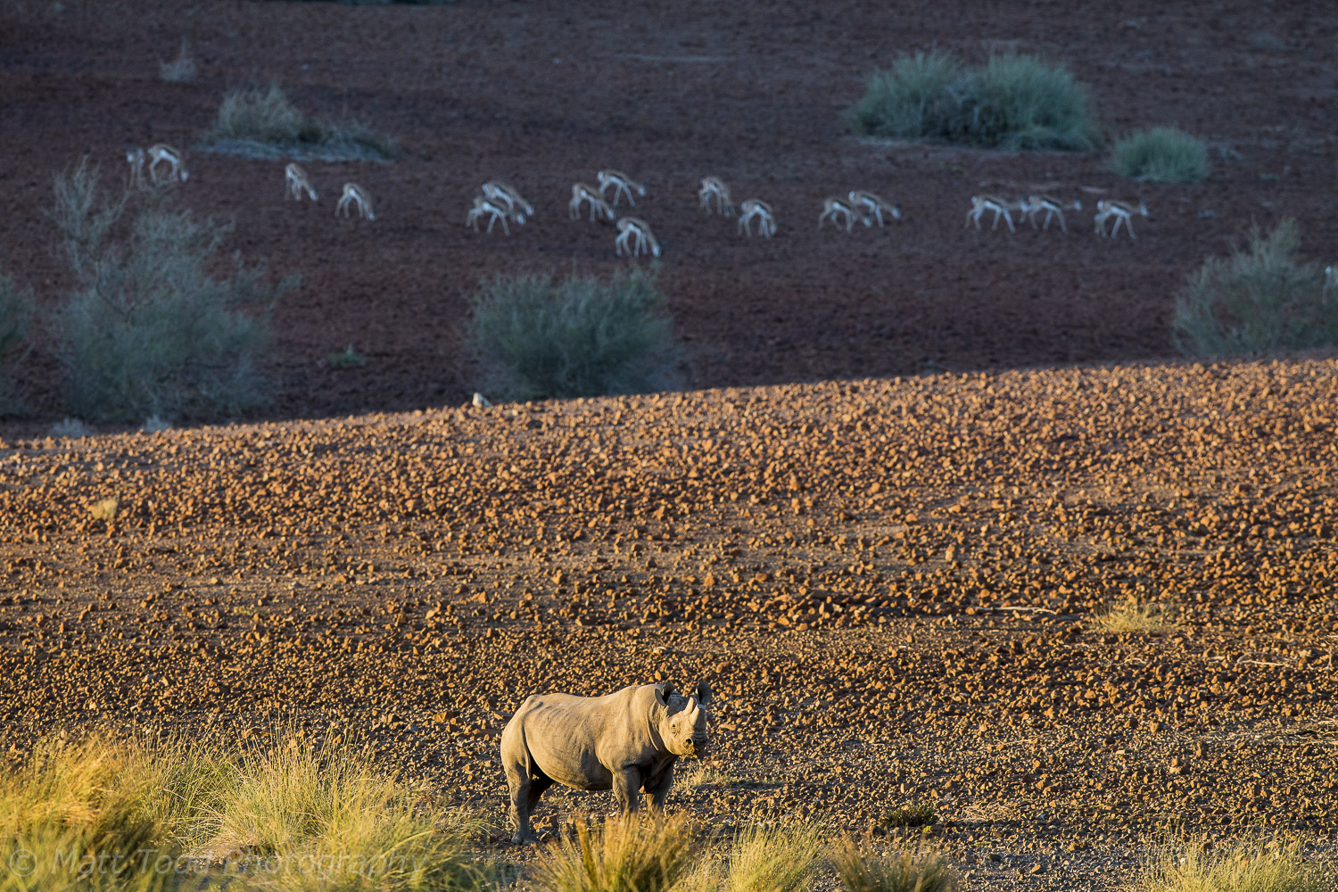 Black Rhino, Damaraland, Namibia
