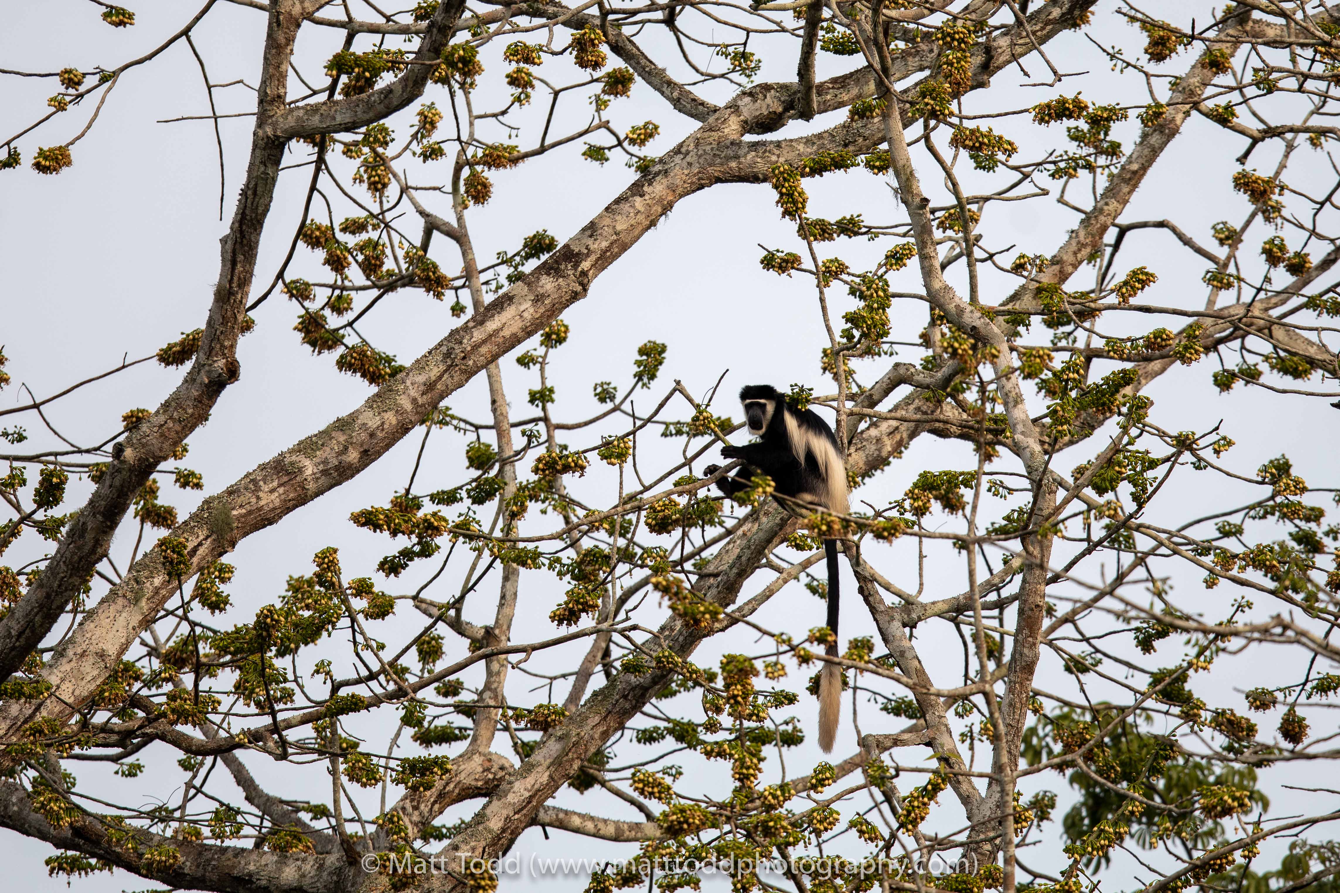 Colobus monkey. Odzala, Republic of Congo.