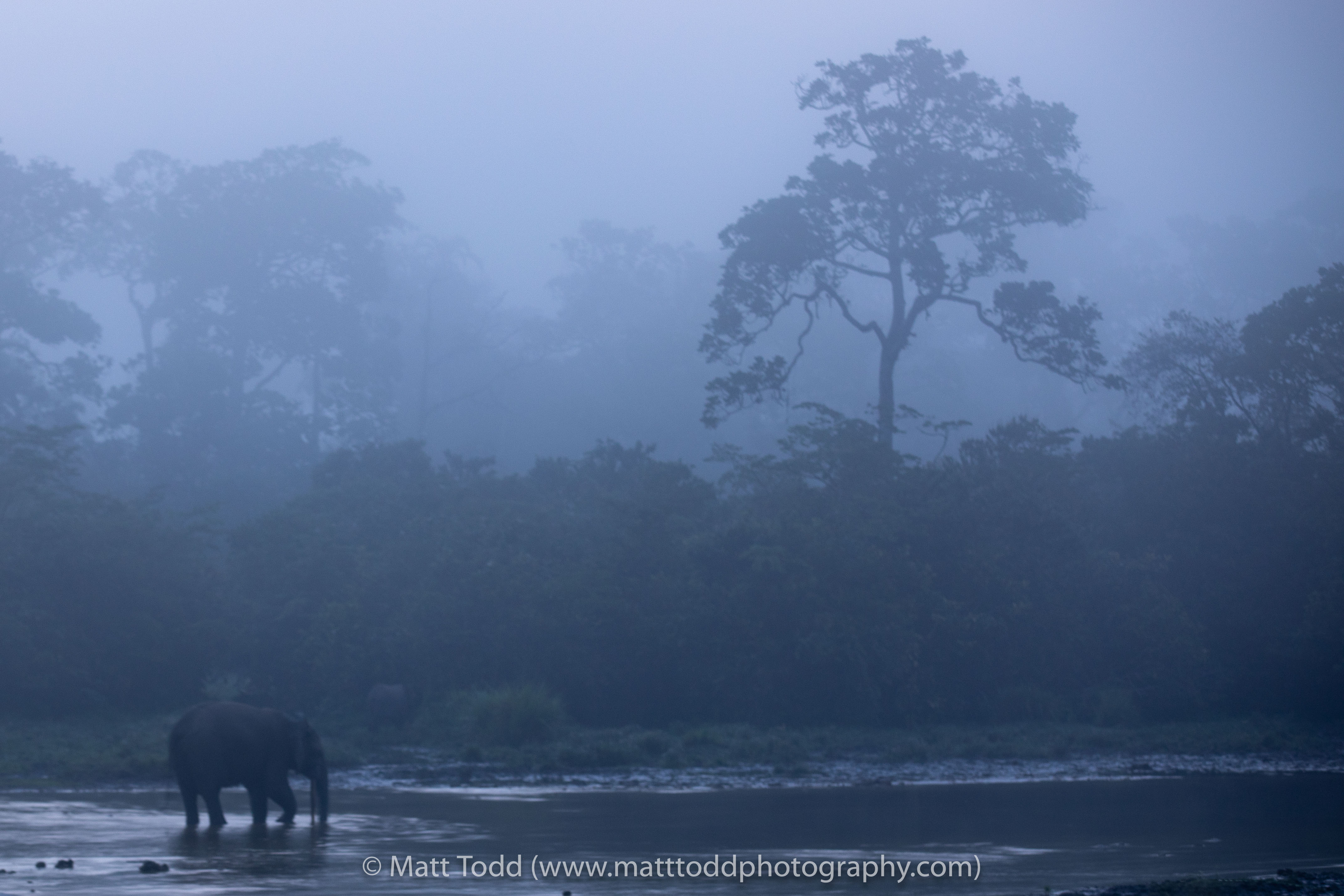 Forest Elephant. Odzala, Republic of Congo, 2020.