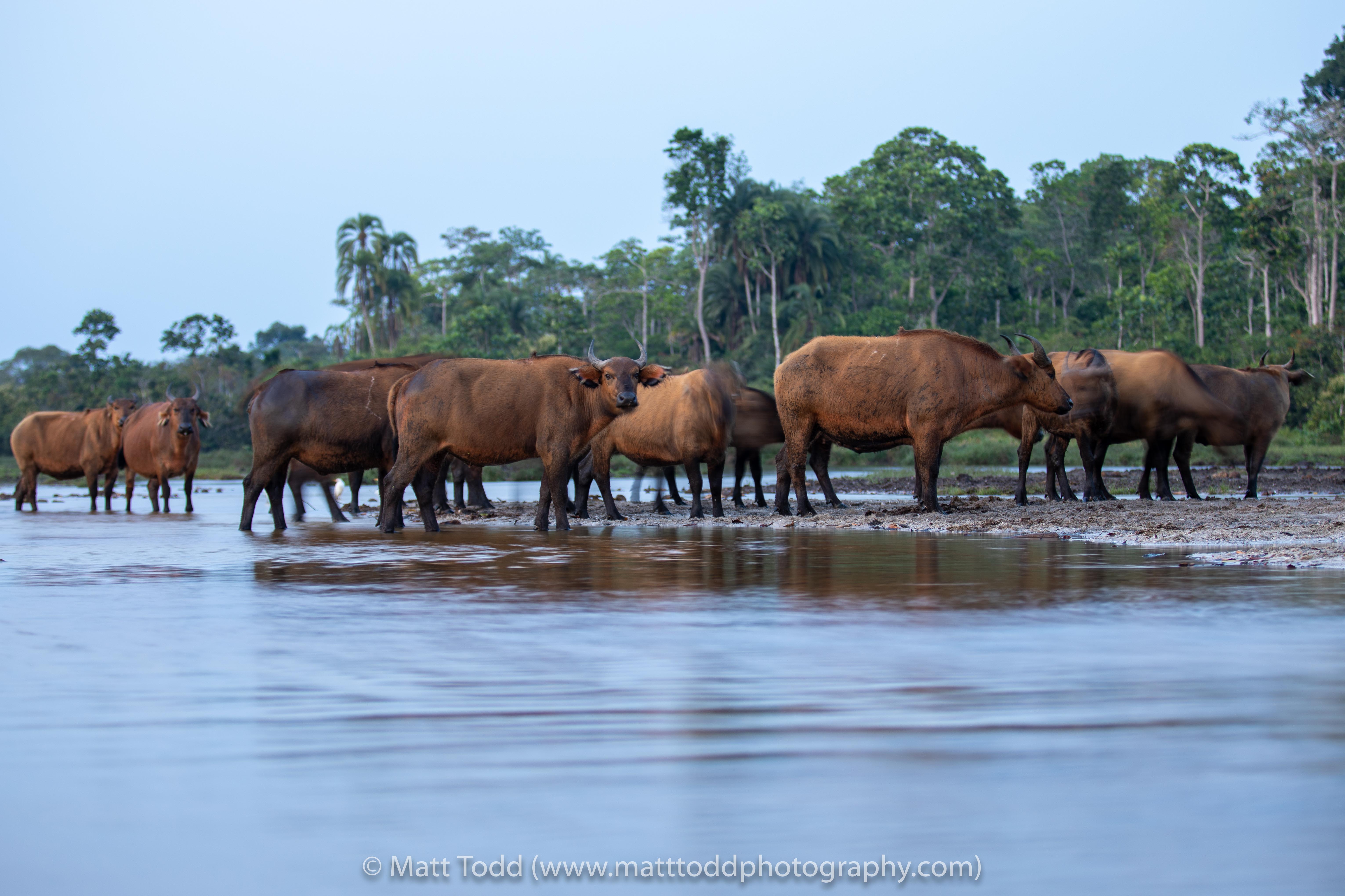 Forest Buffalo. Odzala, Republic of Congo, 2020.