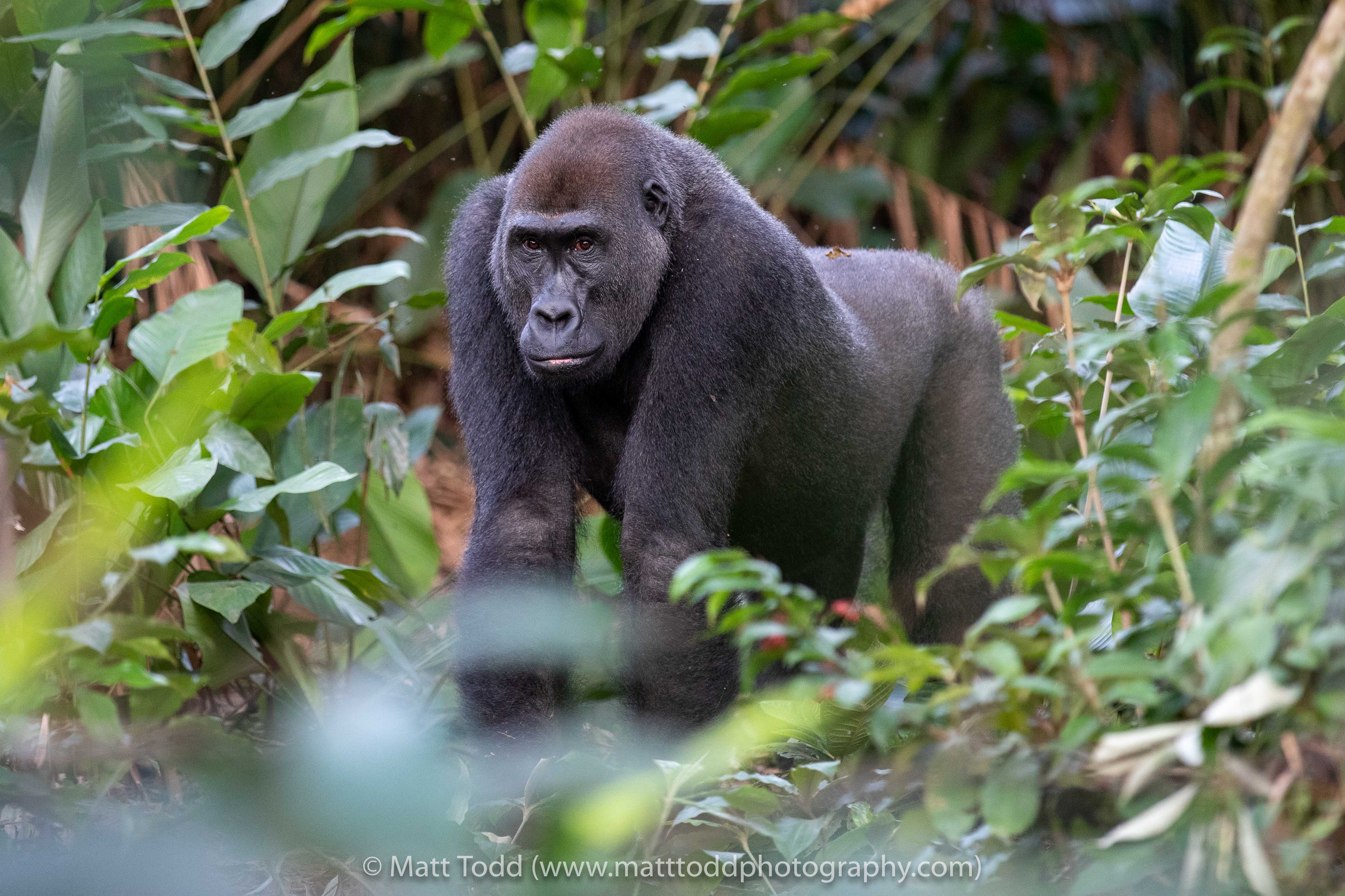 Lowland gorilla. Odzala, Republic of Congo.